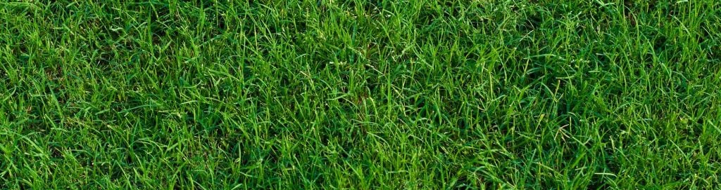 Bermuda grass