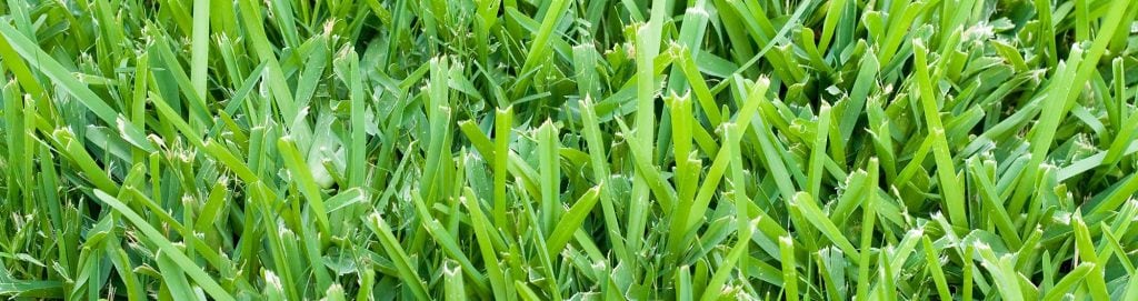 St. Augustine grass