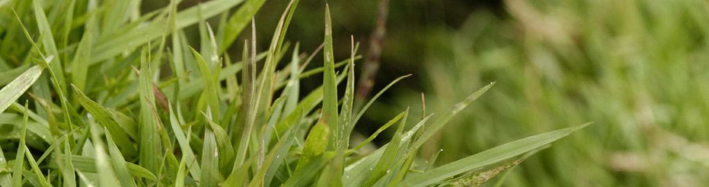 zoysia grass